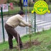 Festa_Albero_3